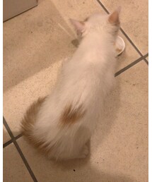 この網の下に…🐈 | その他