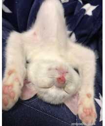 ばんざ〜ぃ❤️🐈 | その他