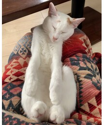 ゴロニャン🐾 | その他