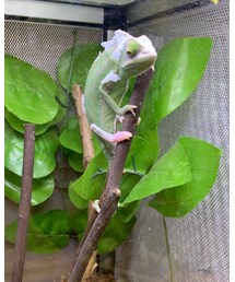 かわいい子🦎 | その他