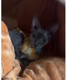 スフィンクスのえるちゃん😻 | その他