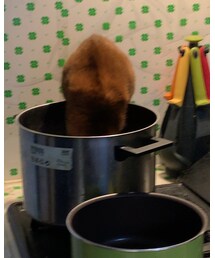 うちの鍋ネコ🐈 | その他