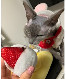 🙀ビックリ苺大福🍓 | その他