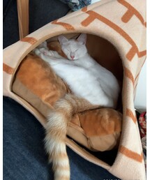 ウチのはーちゃん🐈 | その他
