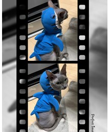 🐭→🦈 | その他