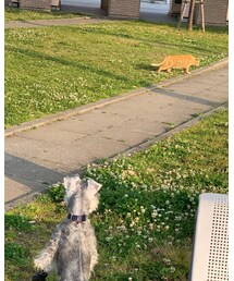 のらちゃん🐾 | その他