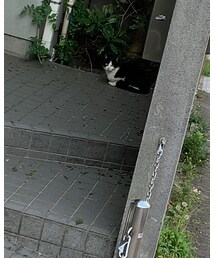 のらさん🐾 | その他
