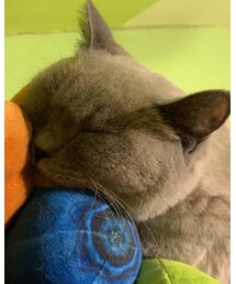 🐈また行ってきた💕 | その他