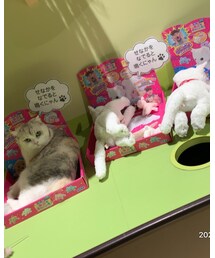 どれが本物でしょー?🐱 | その他