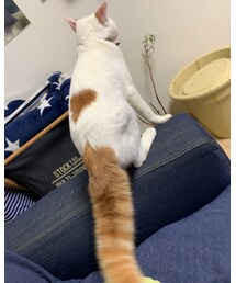 しっぽが(・Д・) | その他