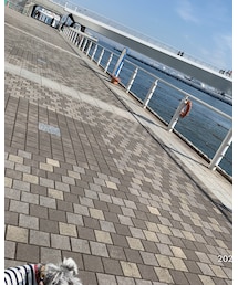 新しい橋できてたー🐬 | その他