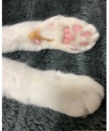 にくきゅう👊❣️ | その他