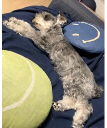 ぬいぐるみ🧸？ | その他