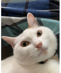 まんまる🐱かわいー😻 | その他