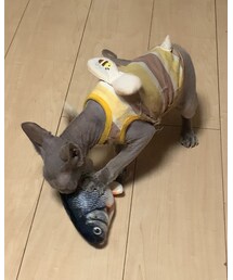 こんなかんじに😻🐟 | その他