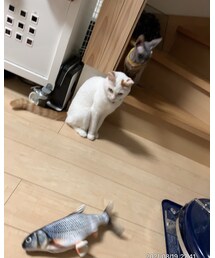 🐟💦ようすみ🐈🐈‍⬛ | その他