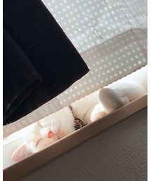 癒し😻 | その他