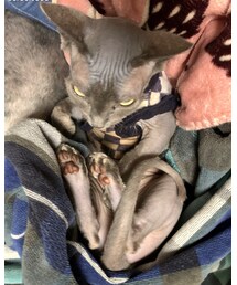 なんかコワ🐈‍⬛カワイイけど🥰 | その他