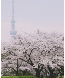 お花見🌸 | その他