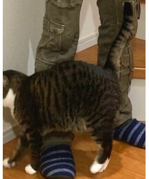 no brand | その他