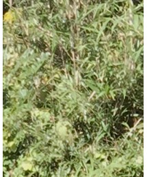 SOPHNET. | パーカー