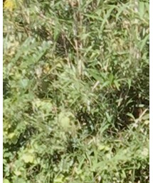 COMME des GARCONS | Tシャツ/カットソー