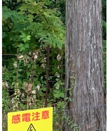 ehka sopo | ワンピース