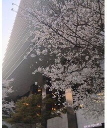 桜（京橋） | トラベルグッズ