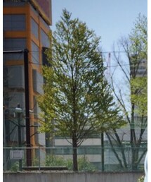 Ray-Ban | サングラス