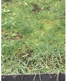 DADA | スニーカー