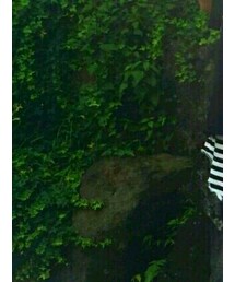 H&M | タンクトップ