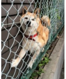 柴犬&ガッバーナ | 財布