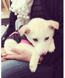 わんこ | 福袋/福箱