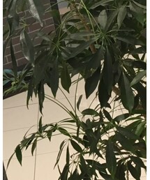 GAP | その他パンツ