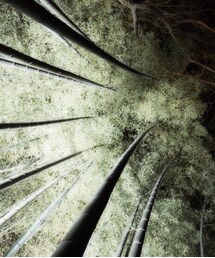 東山花灯路 | 竹林のライトアップ(その他)
