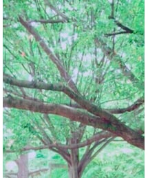 SPINNS | バックパック/リュック