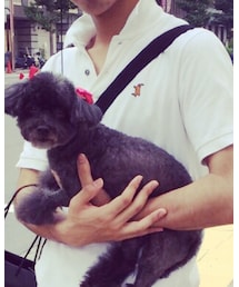 トイプードル | その他