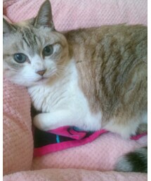 愛猫のみにぃちゃん💕👼 | 福袋/福箱