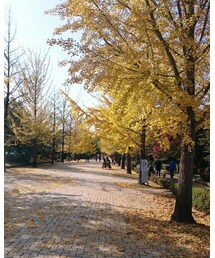 いちょう並木✨ | その他