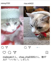 りさちゃんとこのみぃたんとみにぃちゃんほんと似てる♊️✨ | その他