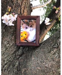 みにぃちゃんと花見🌸 | その他