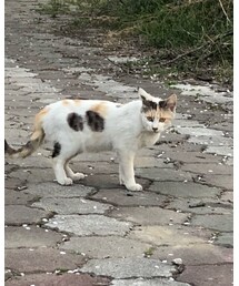 猫ちゃんたち❤️ | その他