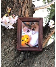 ミニィちゃん❤️ | その他