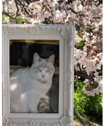 みにぃちゃんとお花見🌸 | その他