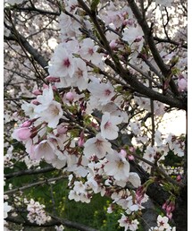 🌸桜🌸 | その他