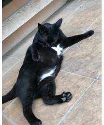 黒猫⭐︎ | その他
