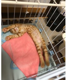 😻暑くてのびのびぃ〜💕 | その他