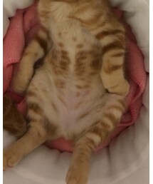 ❤️😻雌のラテです💕 | 福袋/福箱