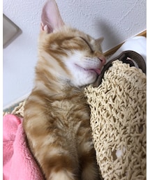 ラテの👅だし😻 | 福袋/福箱