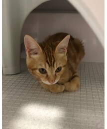 お風呂場で香箱座り😻 | 福袋/福箱